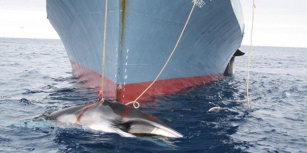 A whale being dragged on board a Japanese ship after being harpooned in Antarctic waters. Photo / AFP