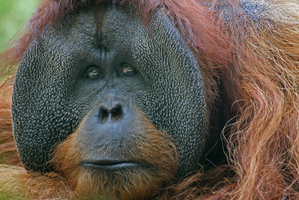 Photo / Thinkstock