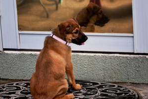 An inventor has made a door that will open to the sound of his dog's bark. Photo / Thinkstock
