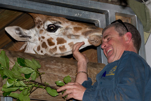 Nine-month-old giraffe, Fanana, is pleased to see Orana Park Wildlife Park head keeper, exotics, Rob Clifford after arriving on a truck at the Interislander terminal. Photo / Mark Mitchell