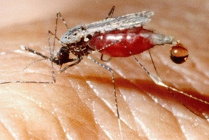 Mosquitoes carry malaria.Photo / Supplied