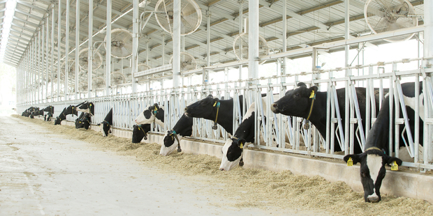 Cows at one of Fonterra's Chinese dairy farms - Yutain 2. Photo / David White