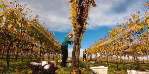 Outstanding wines are expected from Hawke's Bay this year. Photo / Hawkes Bay Today