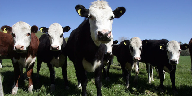 The red meat industry needs to take bold action now, says ANZ. Photo / NZH