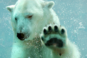 Photo / Thinkstock