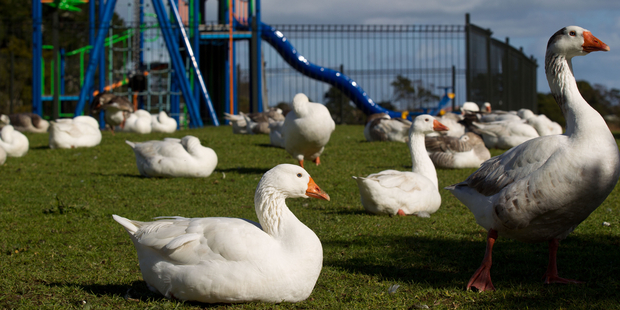 The geese move between Tington Wetlands Reserve and Wattle Farm Ponds in Manurewa. Photo / Richard Robinson