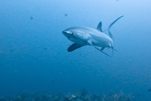 Wild pelagic threshers are not found in New Zealand but the more common variety are. Photo / Rafn Ingi Finnsson
