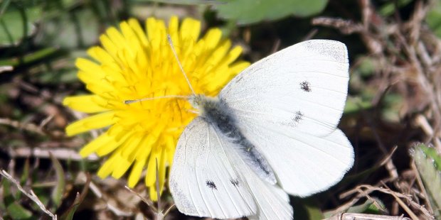Great white cabbage butterfly.