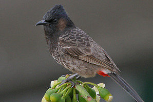 A red-vented bulbul.