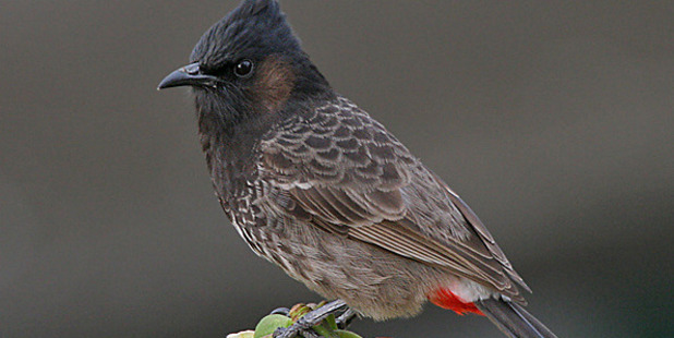 A red-vented bulbul.