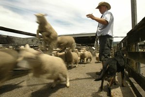 Sheep and beef producers have a more positive outlook. Photo / Alan Gibson