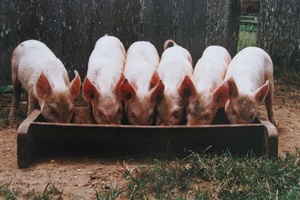 Imported pork will have a competitive advantage over domestic producers. Photo / APN