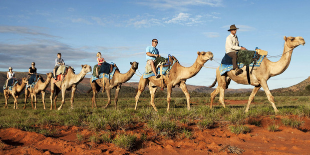 Exploring Alice Springs by camel. Photo / Supplied