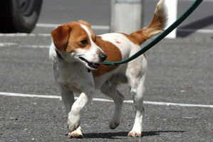 A Jack Russell puppy.