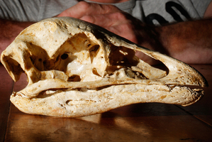 A giant moa skull discovered in the  the Waitomo area. Photo / Christine Cornege