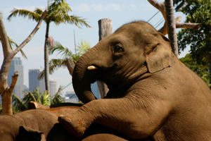 Photo / Thinkstock