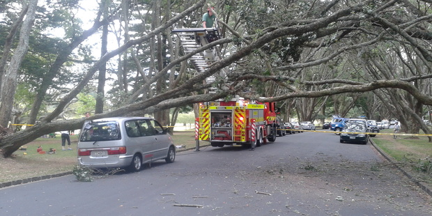 A large tree branch fell on a van in Auckland's Cornwall Park. Photo / Jolyon Thompson