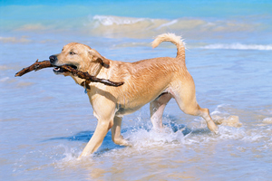 Photo / Thinkstock