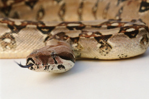 File photo / Thinkstock