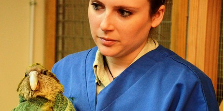 Rakiura the kakapo being held by vet nurse, Chelsea Dillon. Photo / Auckland Zoo Rakiura the kakapo being held by vet nurse, Chelsea Dillon. Photo / Auckland Zoo