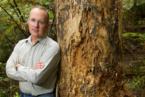 Labour MP Phil Twyford, with a kauri which has kauri dieback disease, says the Government should do far more to address the problem. Photo / Richard Robinson