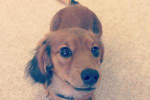 Tatler dog Alan who was killed in the offices revolving door. Photo / Supplied / Twitter