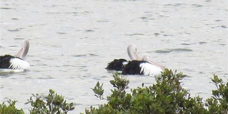 The three pelicans spotted in Waterview yesterday may have come down from Dargaville. Photo / Rhonda Preston-Jones