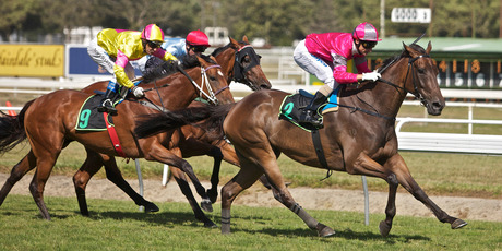 Jockeys were told the ridiculously slow pace was unacceptable. Photo / NZPA