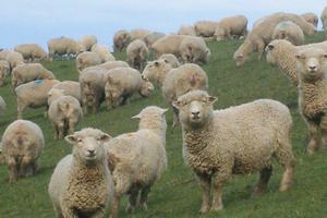 File photo / Oamaru Mail