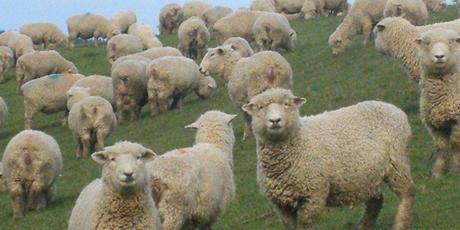 Grazing properties accounted for a 45 per cent share of all sales over the three months. Photo / Oamaru Mail