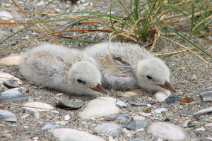 Mangawhai Heads is home to half of the breeding pairs in the fairy tern population of 43 birds in total. Photo / APN