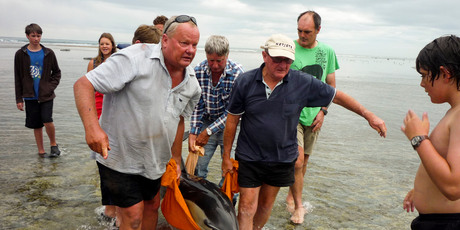 DoC marine ranger Rod Hansen and helpers carry the mother dolphin to the open sea. Photo / Supplied