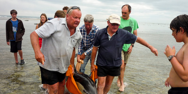 DoC marine ranger Rod Hansen and helpers carry the mother dolphin to the open sea. Photo / Supplied