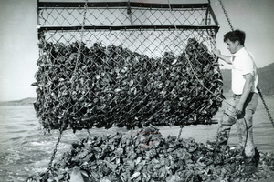 A fisherman harvests mussels with a Gundlock dredge in the 1950s.