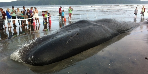 Beachgoers flock to see the dead sperm whale on Paraparaumu Beach. Photo / Rebecca Quilliam/APNZ