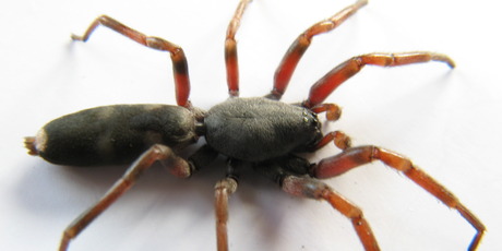 White tailed spider. Photo / John Borren