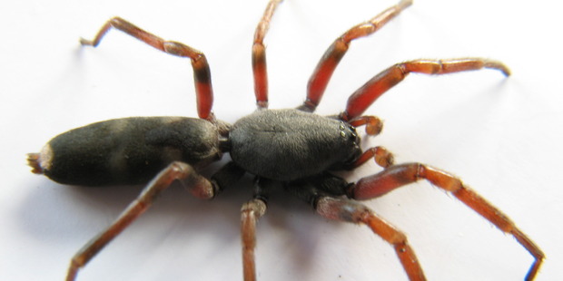 White tailed spider. Photo / John Borren