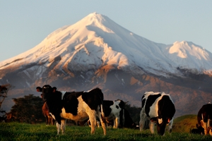 The firm says drought and the reshaping of its Australian business will affect earnings. Photo / Christine Cornege