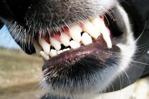 Photo / Thinkstock