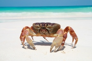 Researchers have created a robot that mimics the movements of a crab. Photo / Thinkstock