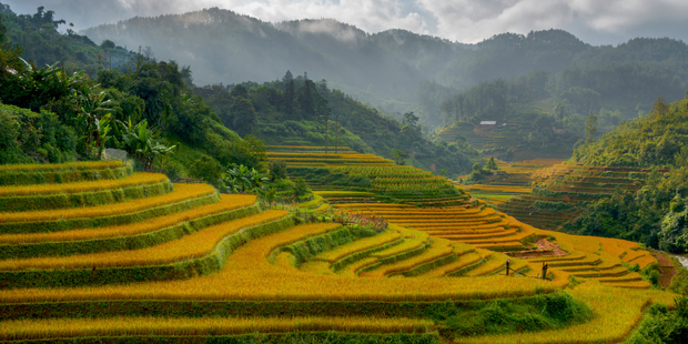 Rice terraces near Sapa town. Photo / Thinkstock