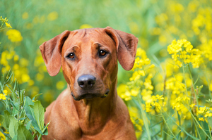 Should puppy tail docking be banned? Photo / Thinkstock