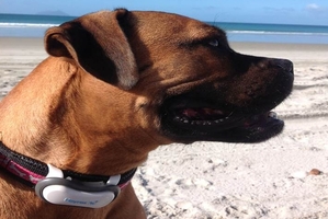 Susan Edmunds' rascally dog, Cheddar, models the Heyrex monitor.