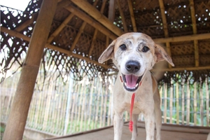 Workers say caring for the dogs at Barc is sometimes its own reward.