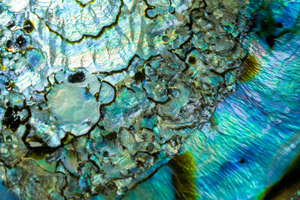 Photo / Thinkstock