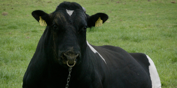 One of the breeding bulls at Livestock Improvement in Hamilton. Photo / Greg Bowker