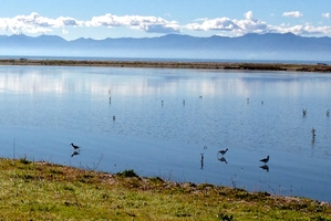 Watching the migratory birds at Miranda enthralled us.