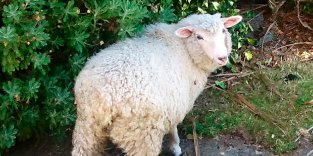 Larry the lamb was stolen, dumped and set on fire.