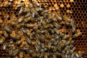 Bees need to be protected and cared for. Photo / Brett Phibbs