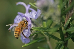 Flowers with blue petals or in colours with a blue undertone are said to particularly delight pollen-hunting honey bees. Photo / Steven McNicholl
